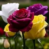 lawenabdullah685