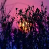 mefleur23_