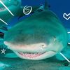 hammerheadsharkyyy