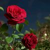 hamdi.hamdi161