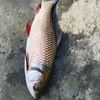 mdsobhan9335