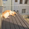 pumbahartmut