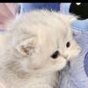 xuanlovecat