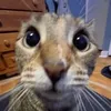 pri_nce42