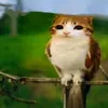 nhoemdellngudc