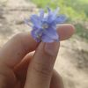 1soeminaung
