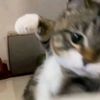 andkaa_031