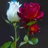 user4078126531751