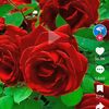 ainaz2924