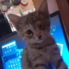 mvxchu