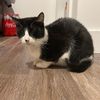 sassythecowcat