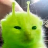 softboledegg