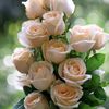 noga.ali10