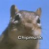 ___chipmunks___