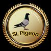 SL Pigeon