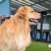 manmanthegolden