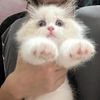 cattttt