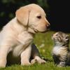 peculiar_pets_pets