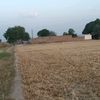 raohaseeb0077