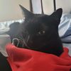 kittygal6666