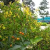 duydanphan0
