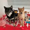 aiko_and_yoko