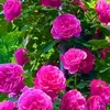mahabad.hamalatif