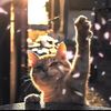 ls.tom.is.a.cat