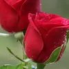 lyly__215