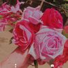 .strawberry690