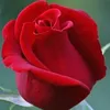 rosee88873