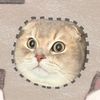 boston_scottishfold