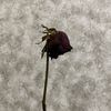 f.3rry_mln