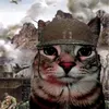 un_gato_con_intermet