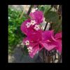 khadega.wael