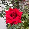 big_dom541