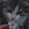 mehrima_230