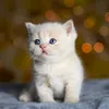 user727177a8