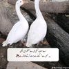 hairajlover8
