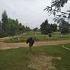 kemosabedi