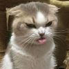 pandacat55