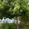 abuabass103