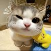 glxssy_salsa14