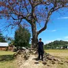 tuanvibi