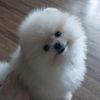 nuggetminipom