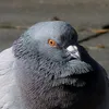 tonypigeon1