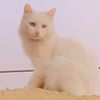 stylishcats0