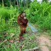 jamal_epos