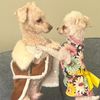 toypoodle53