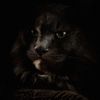 theshadowcoon